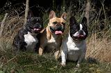 BOULEDOGUE FRANCAIS 884